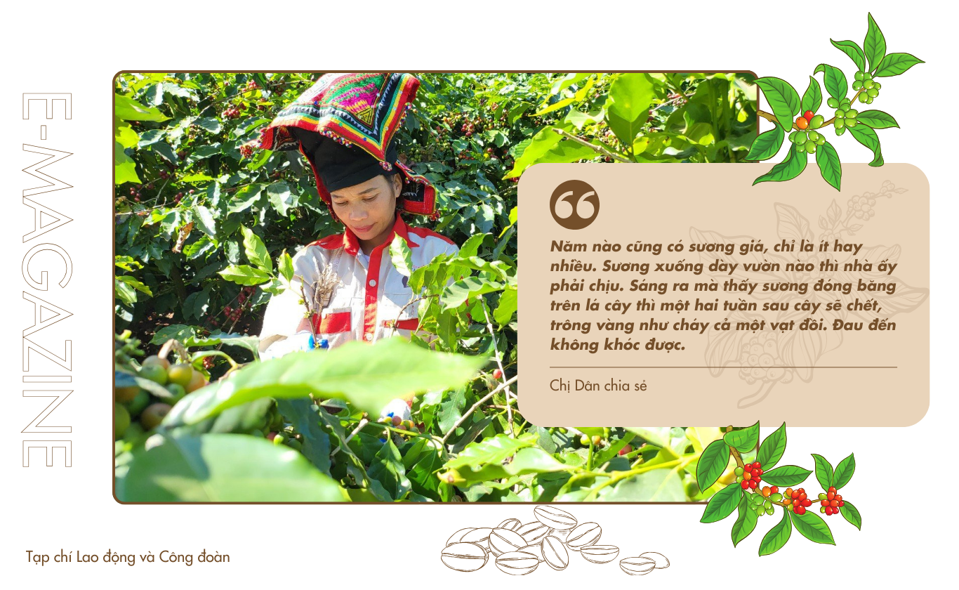 Cây cà phê trong sương giá Sơn La Cây cà phê trong sương giá Sơn La