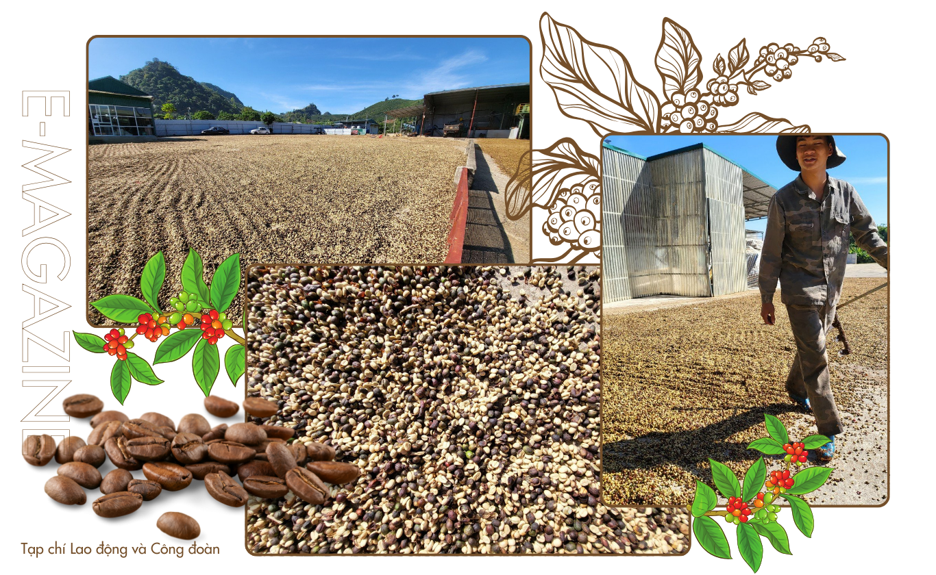 Cây cà phê trong sương giá Sơn La Cây cà phê trong sương giá Sơn La