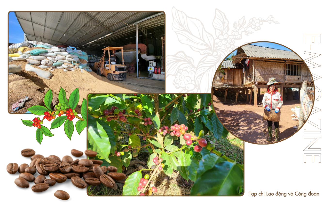 Cây cà phê trong sương giá Sơn La Cây cà phê trong sương giá Sơn La