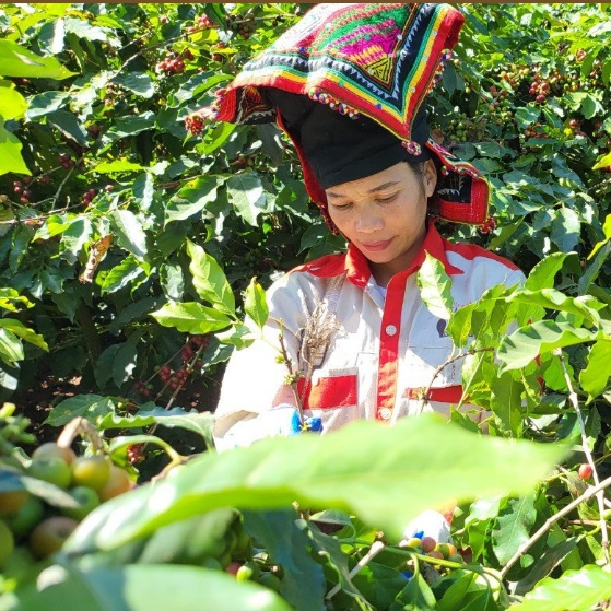 Cây cà phê trong sương giá Sơn La