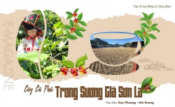 Cây cà phê trong sương giá Sơn La