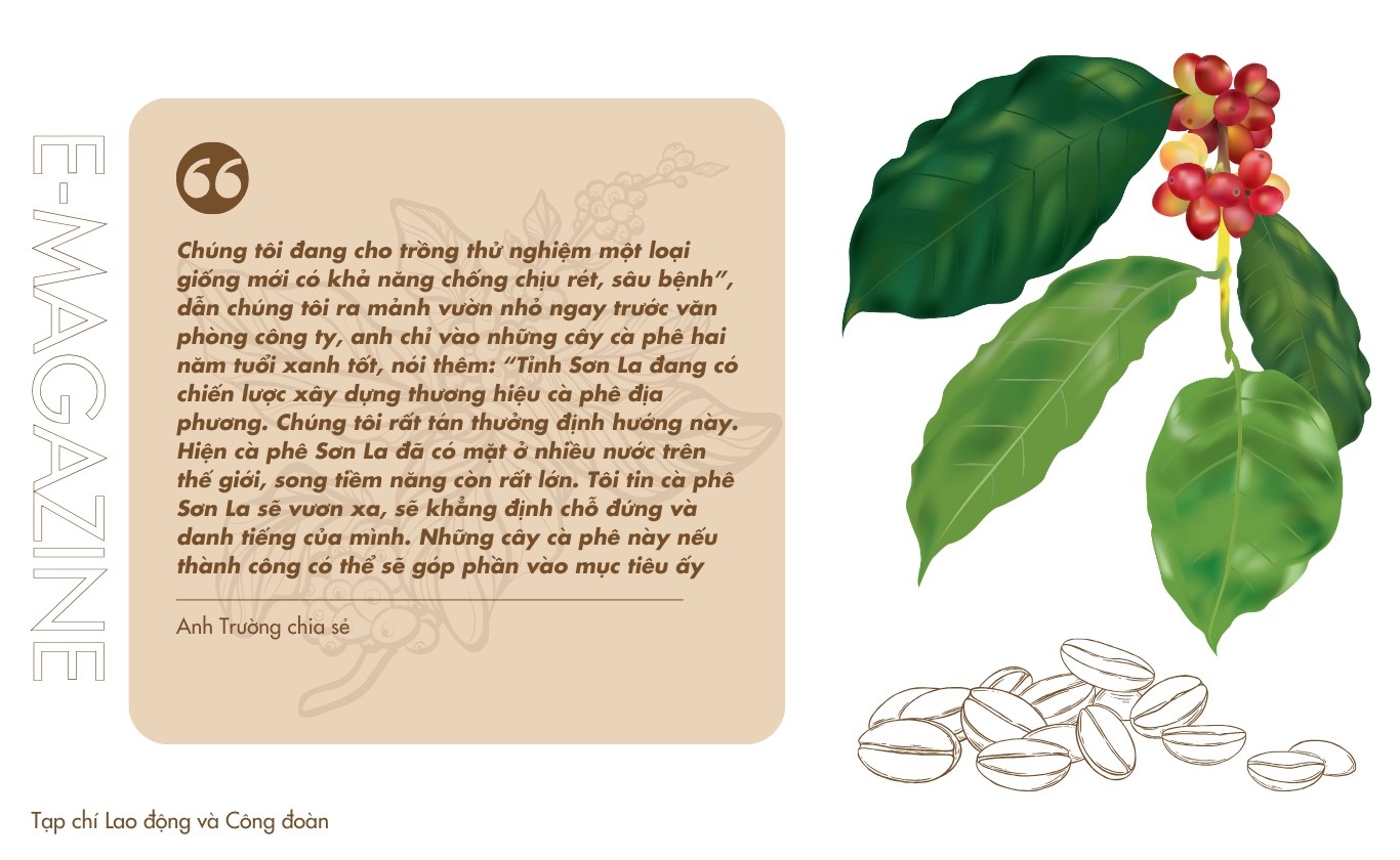 Cây cà phê trong sương giá Sơn La Cây cà phê trong sương giá Sơn La