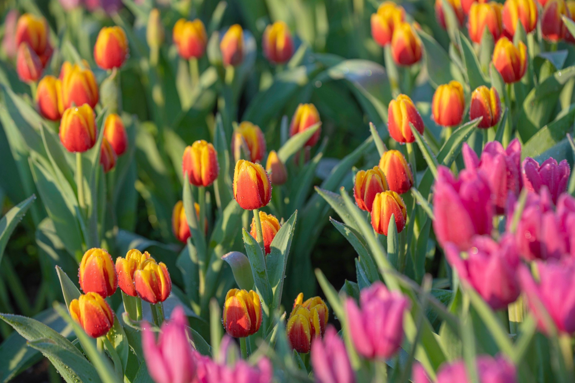 Check-in những vườn hoa nở rộ đúng dịp 8/3