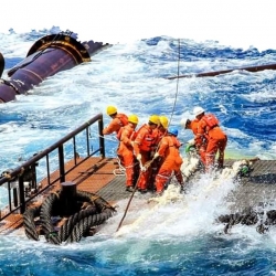 Những đóa hoa của biển