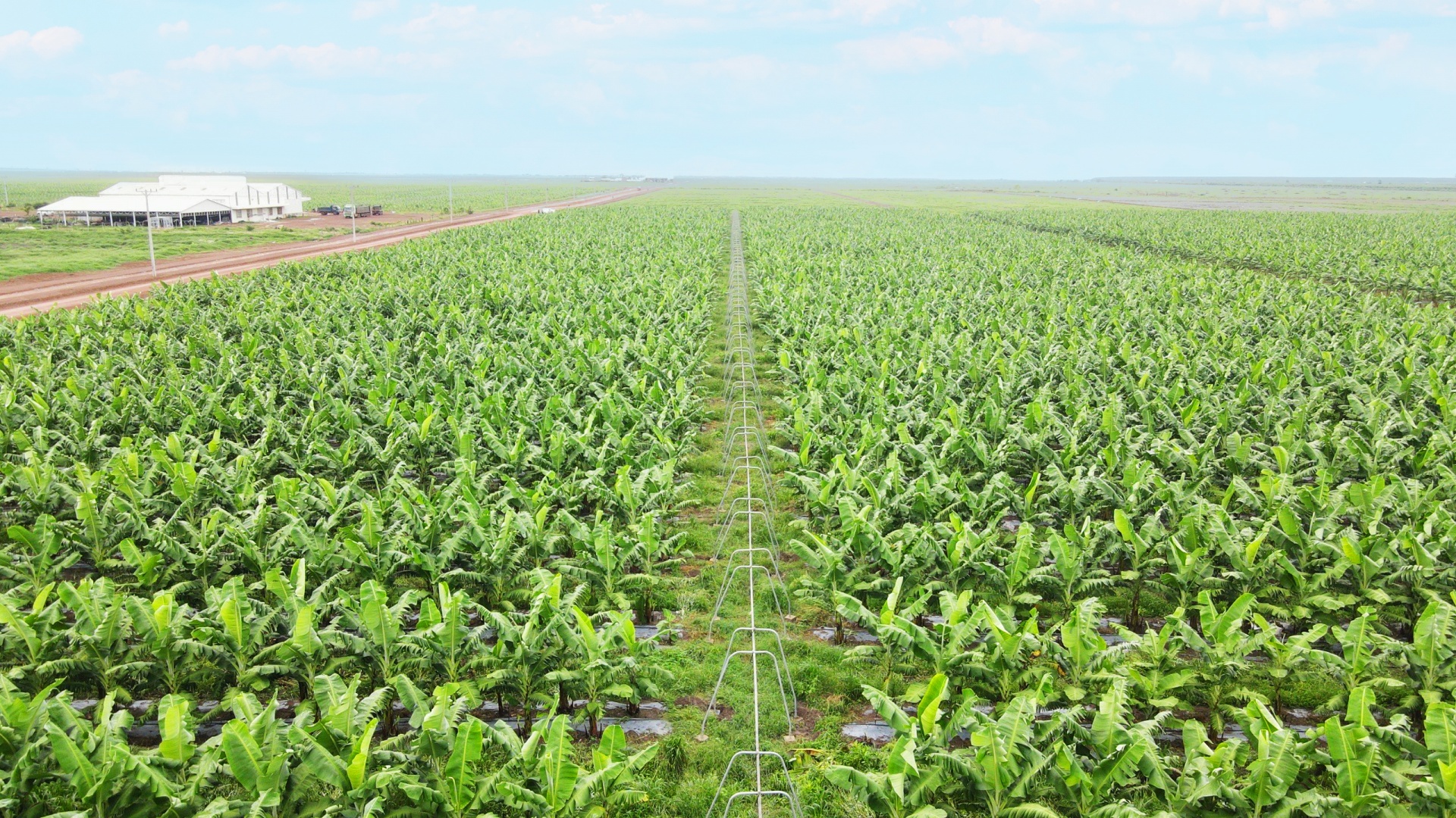 THACO AGRI cung cấp cho thị trường xuất khẩu các sản phẩm hữu cơ với sản lượng lớn và chất lượng cao