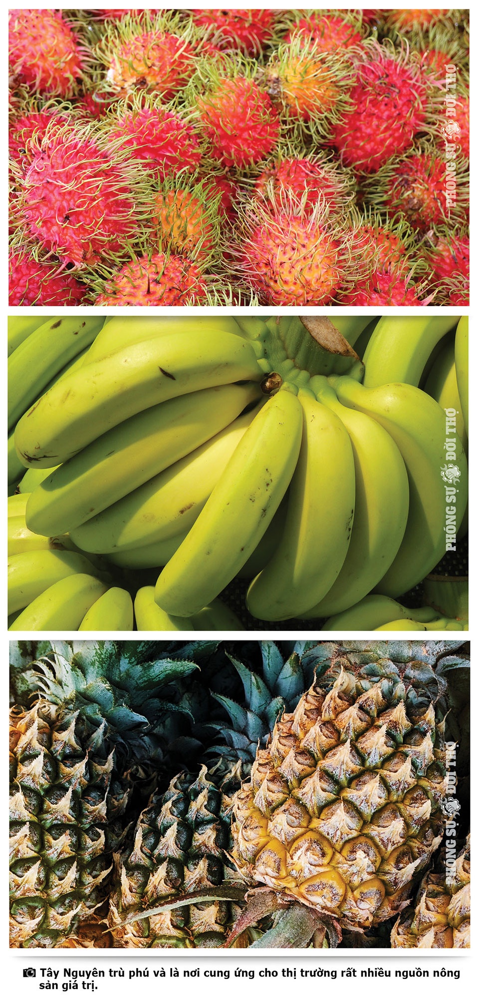 Những người đi giữa bốn mùa Tây Nguyên Những người đi giữa bốn mùa Tây Nguyên