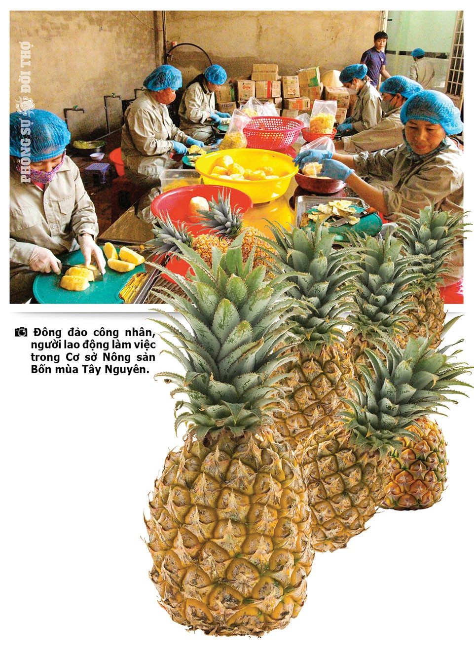 Những người đi giữa bốn mùa Tây Nguyên Những người đi giữa bốn mùa Tây Nguyên