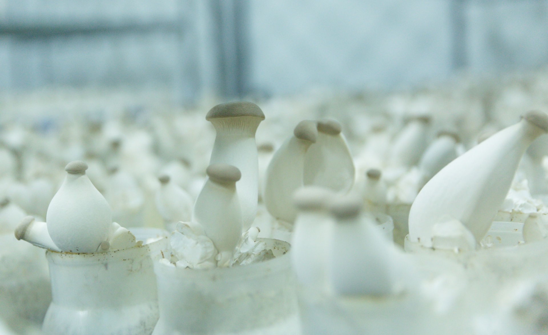 Nạp đầy dưỡng chất cho gia đình với nấm hữu cơ WinEco