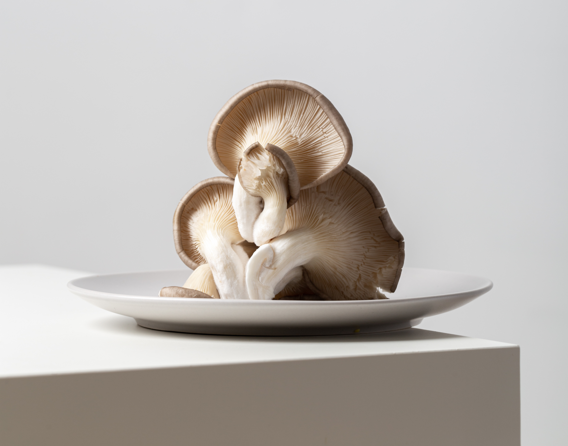 Nấm hữu cơ không chỉ mang lại nguồn dinh dưỡng dồi dào cho người tiêu dùng mà còn giúp tăng cường sức khoẻ. Nấm hữu cơ không chỉ mang lại nguồn dinh dưỡng dồi dào cho người tiêu dùng mà còn giúp tăng cường sức khoẻ.