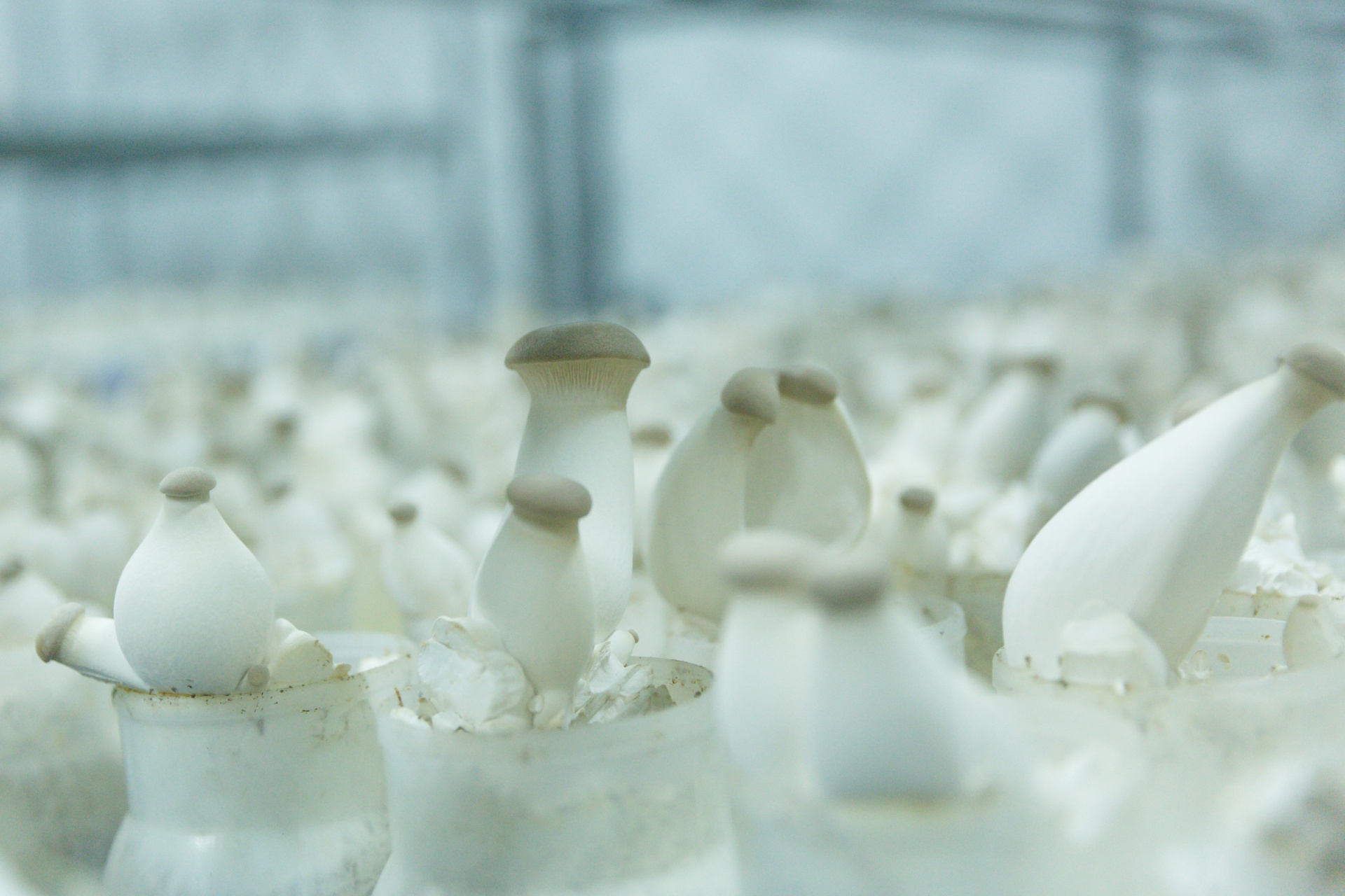 Nấm đùi gà rất được ưa chuộng trong mỗi bữa cơm Việt nhờ giá trị dinh dưỡng cao với hàm lượng calo thấp. Nấm đùi gà rất được ưa chuộng trong mỗi bữa cơm Việt nhờ giá trị dinh dưỡng cao với hàm lượng calo thấp.