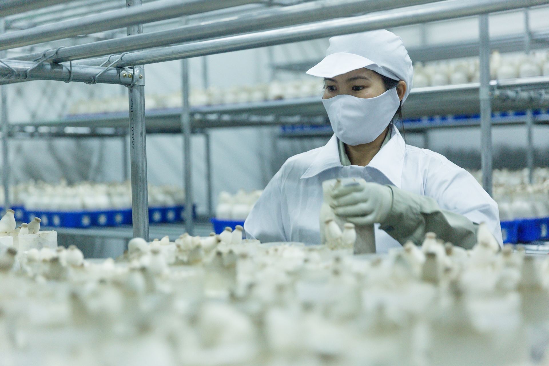 Để tránh nhiễm khuẩn, phòng nuôi cấy phải đảm bảo vô trùng. Công nhân hoạt động tại đây luôn phải mặc quần áo bảo hộ, đội mũ, đeo găng tay tiệt trùng. Một bịch nấm đùi gà có thể cho thu hoạch 3-4 lần. Công nhân sẽ tỉa những cây nấm to trước, sau đó vài lần tỉa mới tiến hành cắt đồng loạt. Để tránh nhiễm khuẩn, phòng nuôi cấy phải đảm bảo vô trùng. Công nhân hoạt động tại đây luôn phải mặc quần áo bảo hộ, đội mũ, đeo găng tay tiệt trùng. Một bịch nấm đùi gà có thể cho thu hoạch 3-4 lần. Công nhân sẽ tỉa những cây nấm to trước, sau đó vài lần tỉa mới tiến hành cắt đồng loạt.