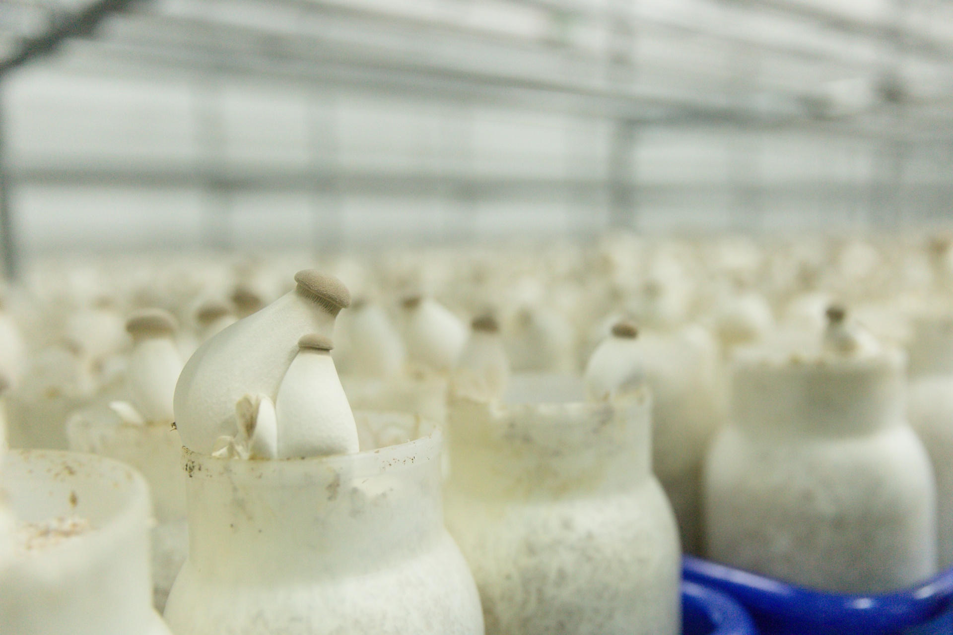 Toàn bộ quá trình từ xử lý giá thể, khử trùng, cấy nấm, ươm sợi, nuôi trồng, thu hoạch và bảo quản được thực hiện trong môi trường khép kín. Toàn bộ quá trình từ xử lý giá thể, khử trùng, cấy nấm, ươm sợi, nuôi trồng, thu hoạch và bảo quản được thực hiện trong môi trường khép kín.