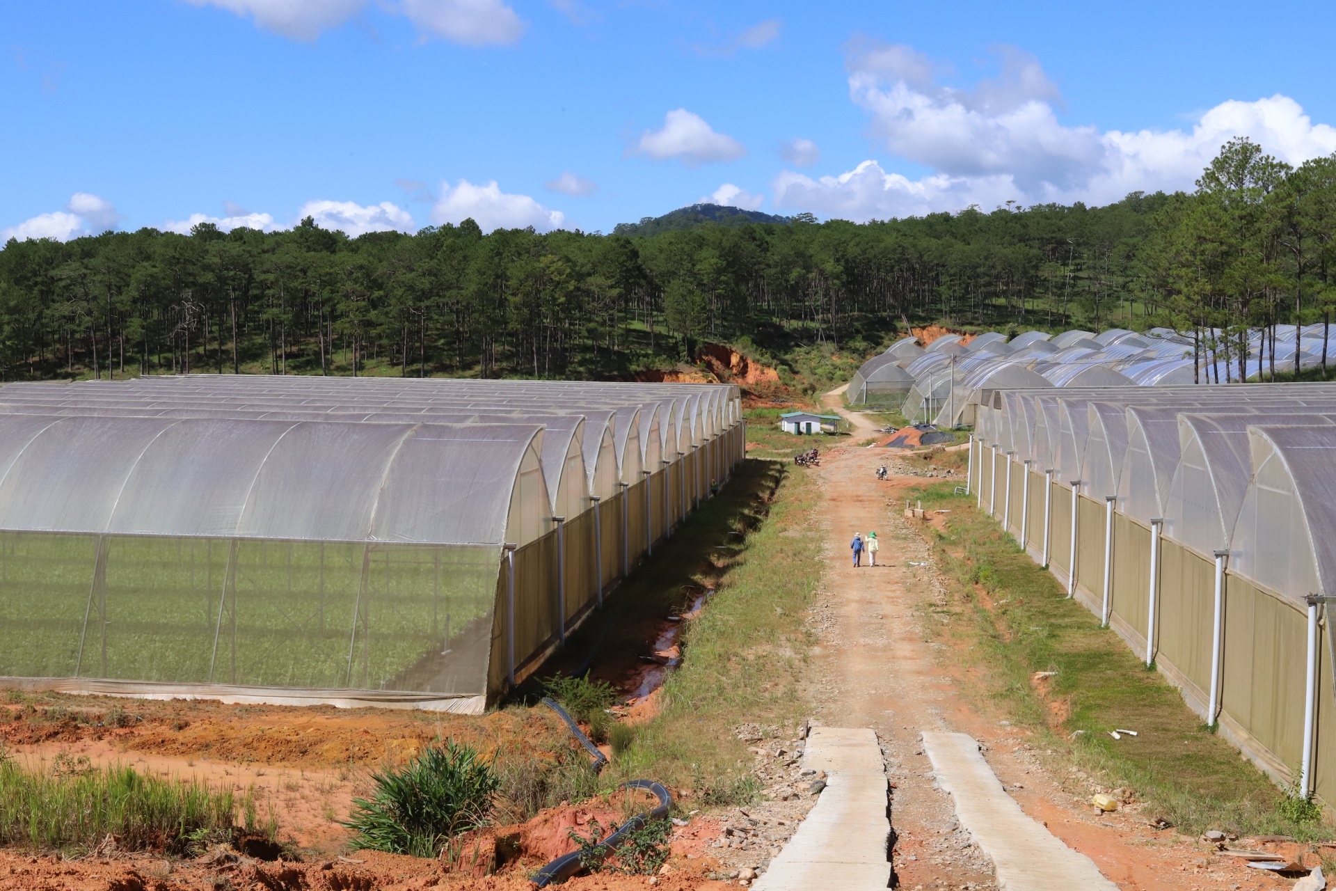 Nông trường công nghệ cao WinEco Lạc Dương nằm trên địa bàn huyện Lạc Dương (Lâm Đồng), được biết đến là nông trường rộng lớn với diện tích 393 hecta, với quy trình chăm sóc đạt chuẩn VietGAP, đảm bảo 4 Không - 3 Kiểm soát khắt khe, được thực hiện bởi đội ngũ kỹ thuật viên giàu kinh nghiệm. Nông trường công nghệ cao WinEco Lạc Dương nằm trên địa bàn huyện Lạc Dương (Lâm Đồng), được biết đến là nông trường rộng lớn với diện tích 393 hecta, với quy trình chăm sóc đạt chuẩn VietGAP, đảm bảo 4 Không - 3 Kiểm soát khắt khe, được thực hiện bởi đội