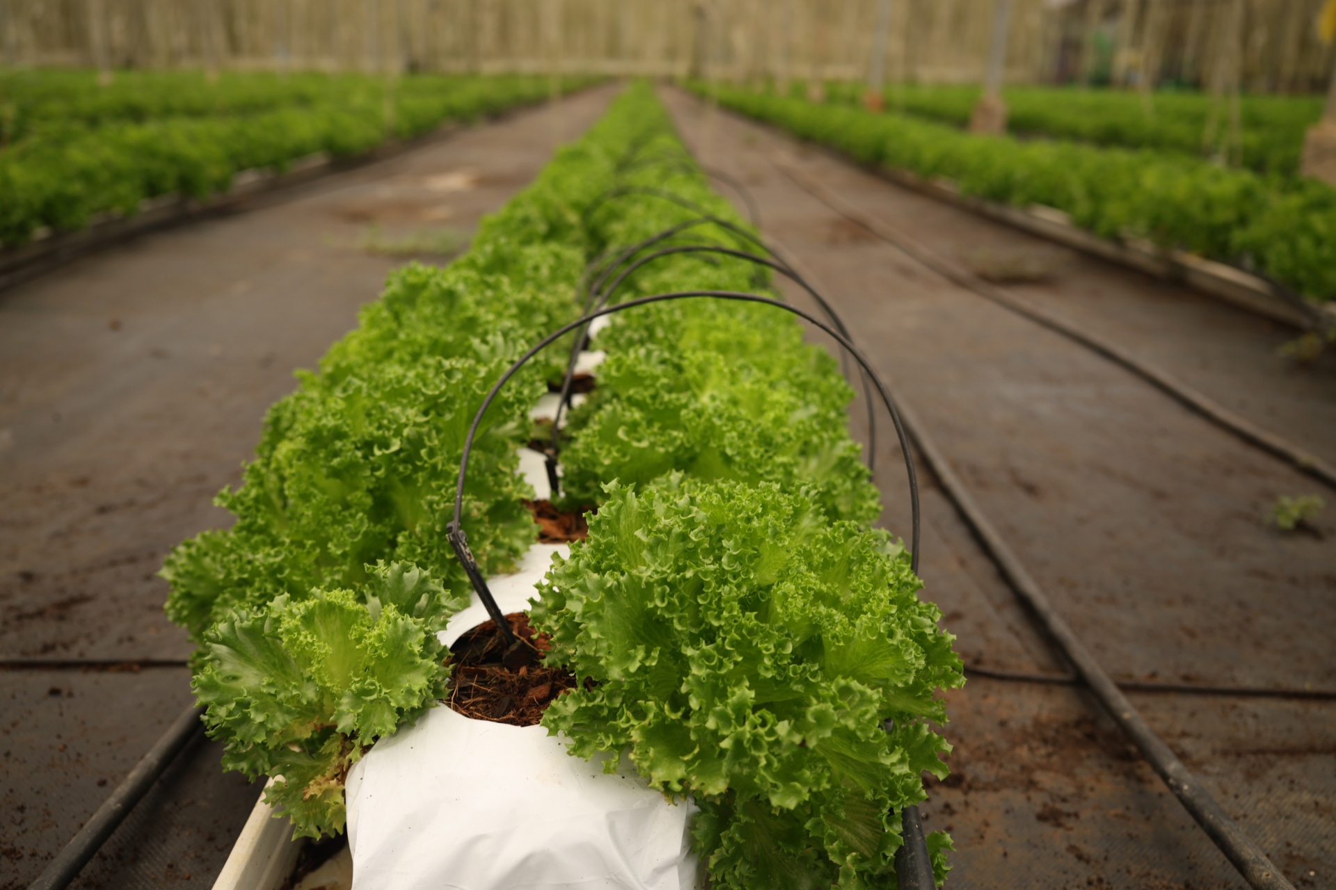 Xà lách Thuỷ tinh được sản xuất trong giá thể xơ dừa, theo phương pháp tưới tiêu nhỏ giọt, đảm bảo chất lượng từ đầu vào. Rau được trồng trong nhà kính, đảm bảo nghiêm ngặt về điều kiện thời tiết, nước, ánh sáng và không lo sâu hại. Xà lách Thuỷ tinh được sản xuất trong giá thể xơ dừa, theo phương pháp tưới tiêu nhỏ giọt, đảm bảo chất lượng từ đầu vào. Rau được trồng trong nhà kính, đảm bảo nghiêm ngặt về điều kiện thời tiết, nước, ánh sáng và không lo sâu hại.