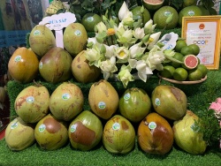 100 năm dừa sáp Trà Vinh