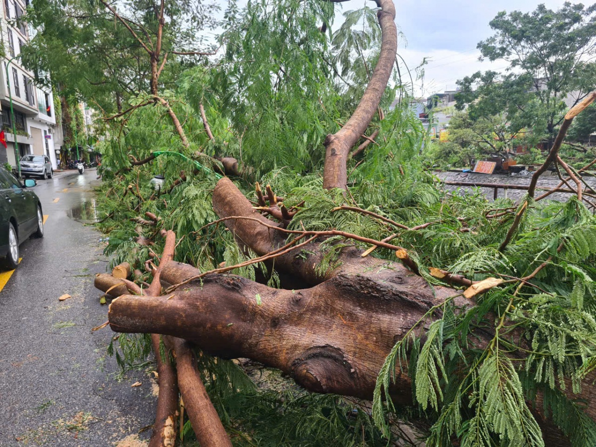 Cơn bão Yagi, cây xanh đô thị và trách nhiệm của chúng ta