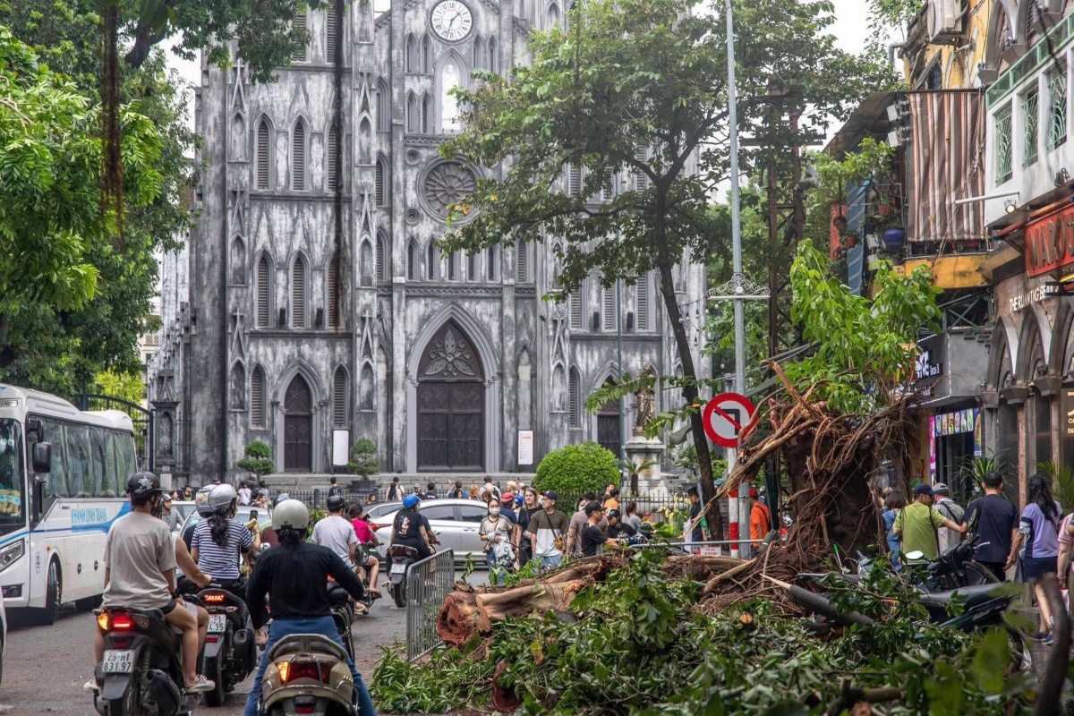 Cơn bão Yagi, cây xanh đô thị và trách nhiệm của chúng ta