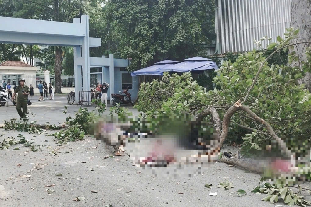 Cơn bão Yagi, cây xanh đô thị và trách nhiệm của chúng ta