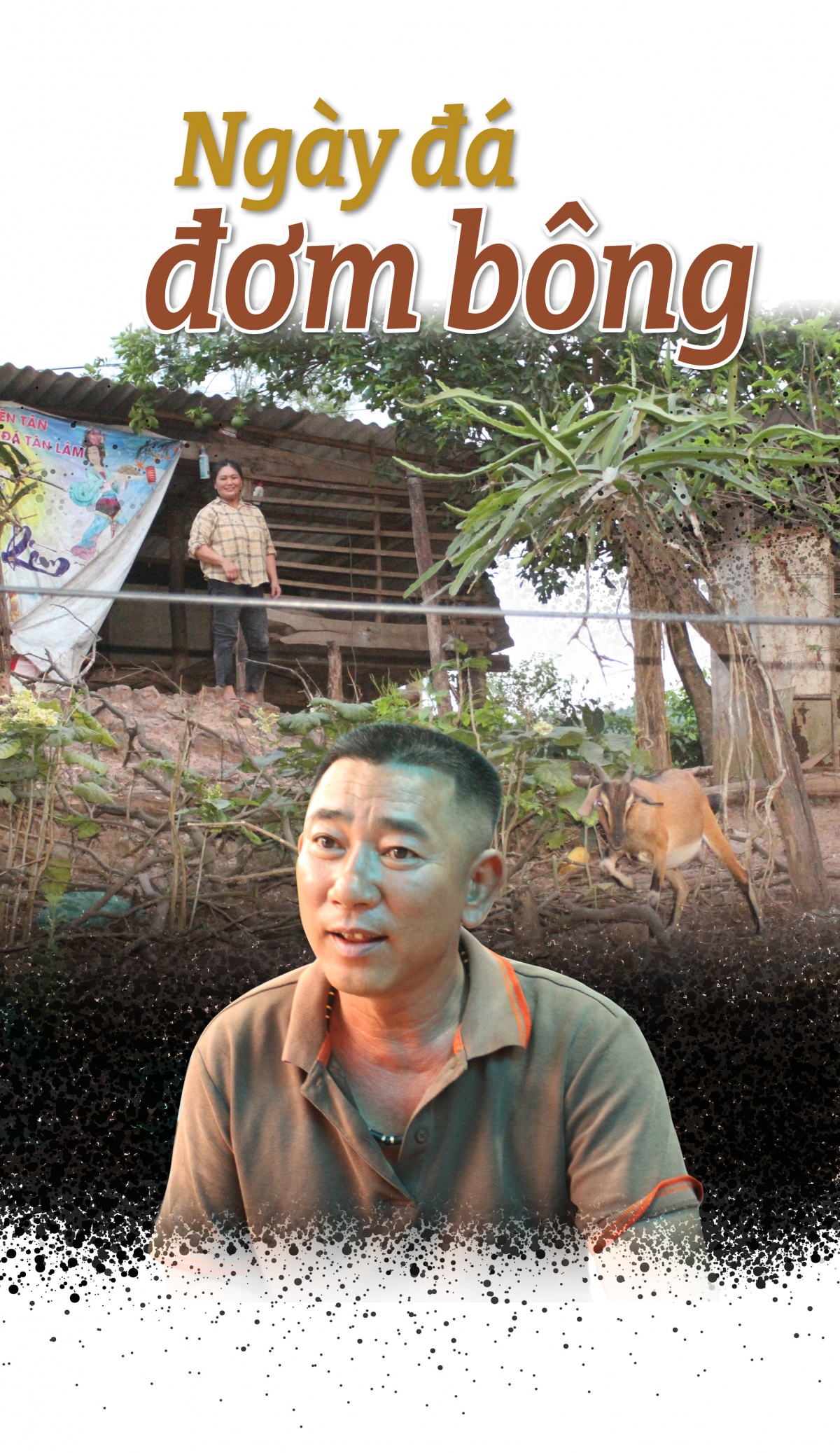 Hoa đá Thiên Tân Hoa đá Thiên Tân