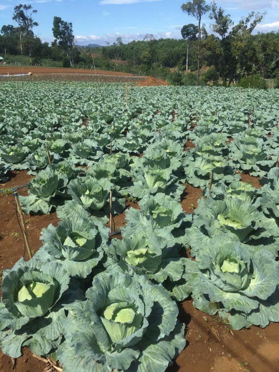 Huyện Vĩnh Thạnh (Bình Định): Thực hiện đồng bộ các dự án Chương trình mục tiêu quốc gia giảm nghèo Huyện Vĩnh Thạnh (Bình Định): Thực hiện đồng bộ các dự án Chương trình mục tiêu quốc gia giảm nghèo