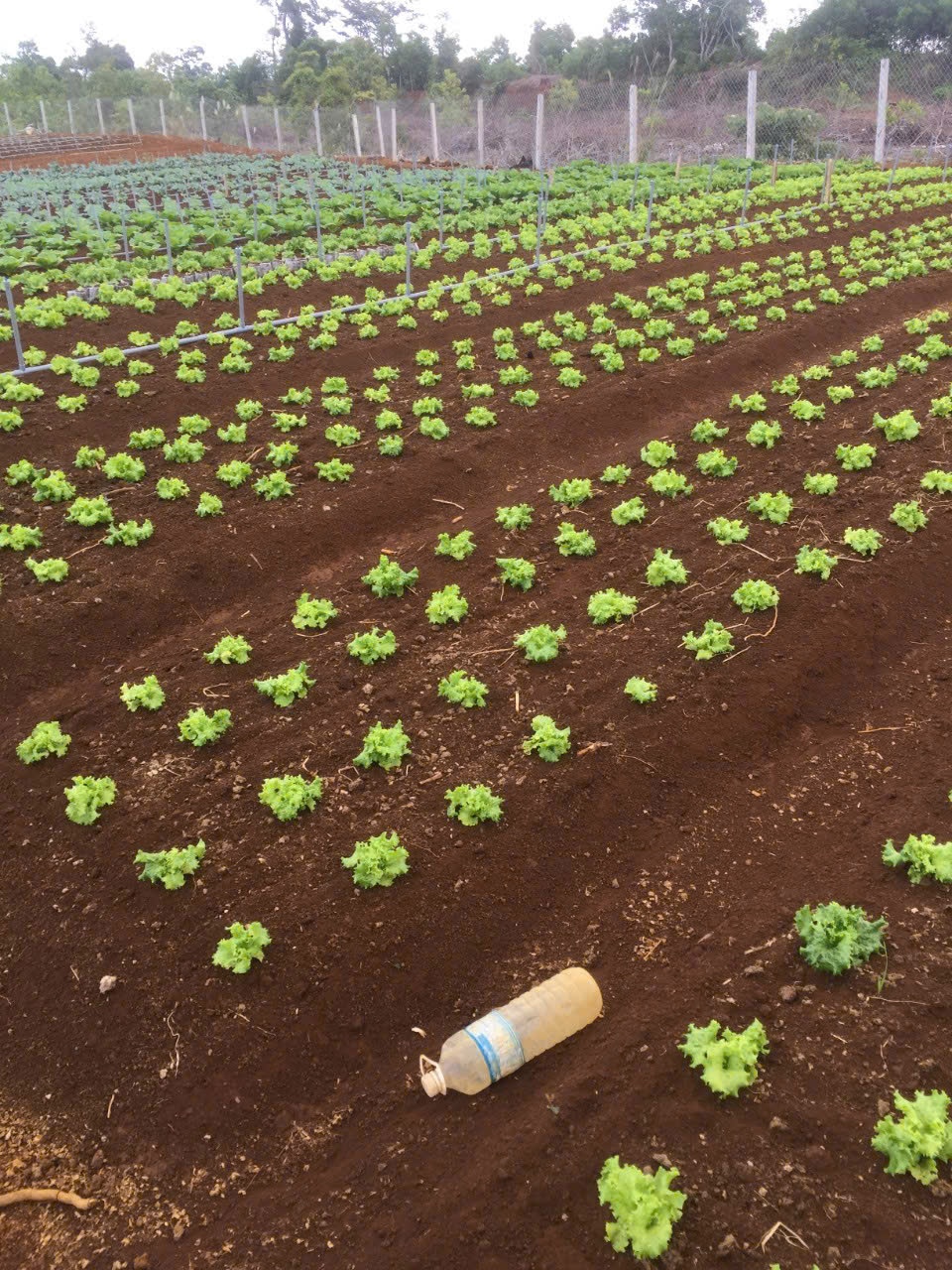 Huyện Vĩnh Thạnh (Bình Định): Thực hiện đồng bộ các dự án Chương trình mục tiêu quốc gia giảm nghèo Huyện Vĩnh Thạnh (Bình Định): Thực hiện đồng bộ các dự án Chương trình mục tiêu quốc gia giảm nghèo