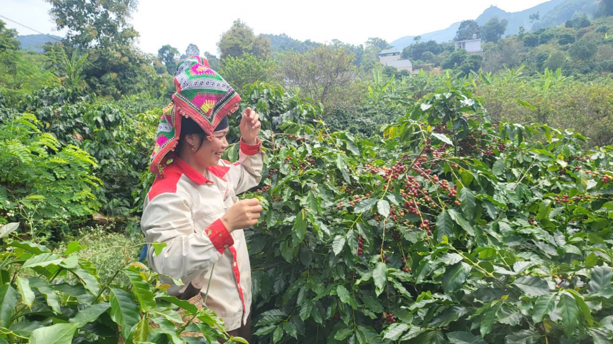 Vĩ Thanh- trở lại Hua La mùa cà phê