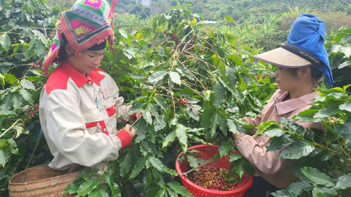 Vĩ Thanh- trở lại Hua La mùa cà phê