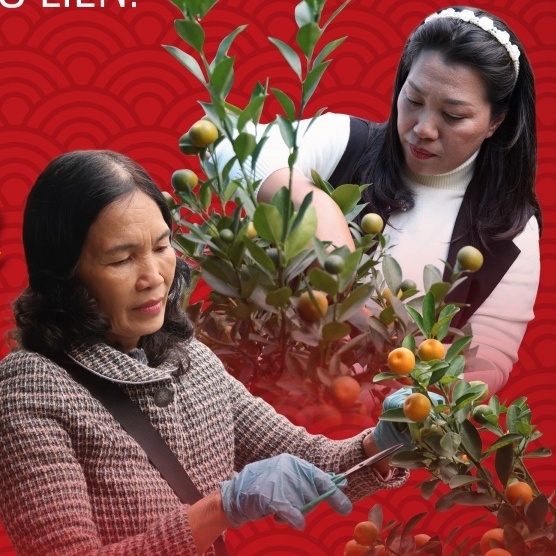 Nghệ nhân quất cảnh Tứ Liên: Chạm vào hồn Tết Việt