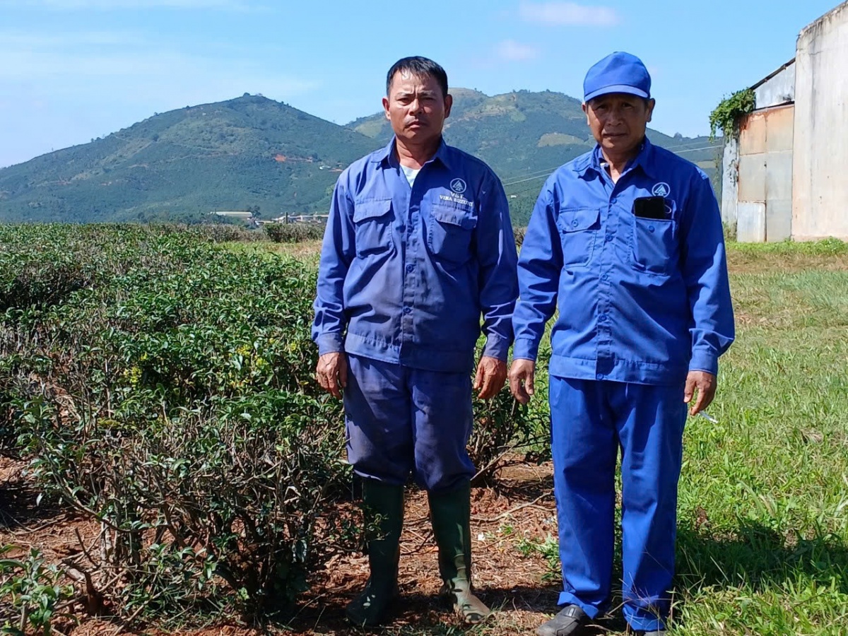 Người công nhân chè phấn đấu vào Đảng để giúp đỡ đoàn viên được nhiều hơn