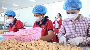 Công nhân ngành điều tại Bình Phước: Người giữ hồn cho nông sản Việt