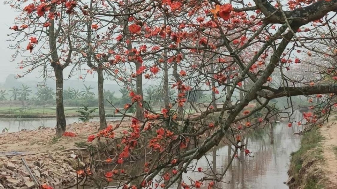 “Miếng cơm” từ cây gạo