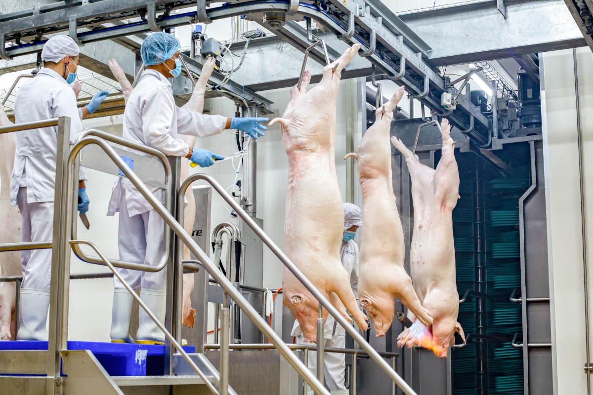 Quy trình giết mổ lợn mát tại các tổ hợp chế biến thịt MEATDeli Quy trình giết mổ lợn mát tại các tổ hợp chế biến thịt MEATDeli