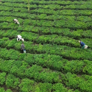 Mùa vàng ấm no trên quê hương cách mạng Tân Trào