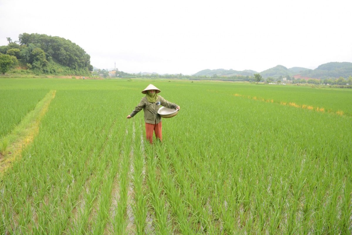 Mùa vàng ấm no trên quê hương cách mạng Tân Trào