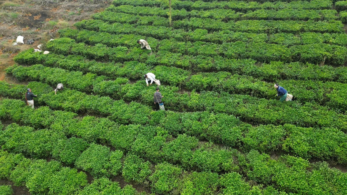Mùa vàng ấm no trên quê hương cách mạng Tân Trào