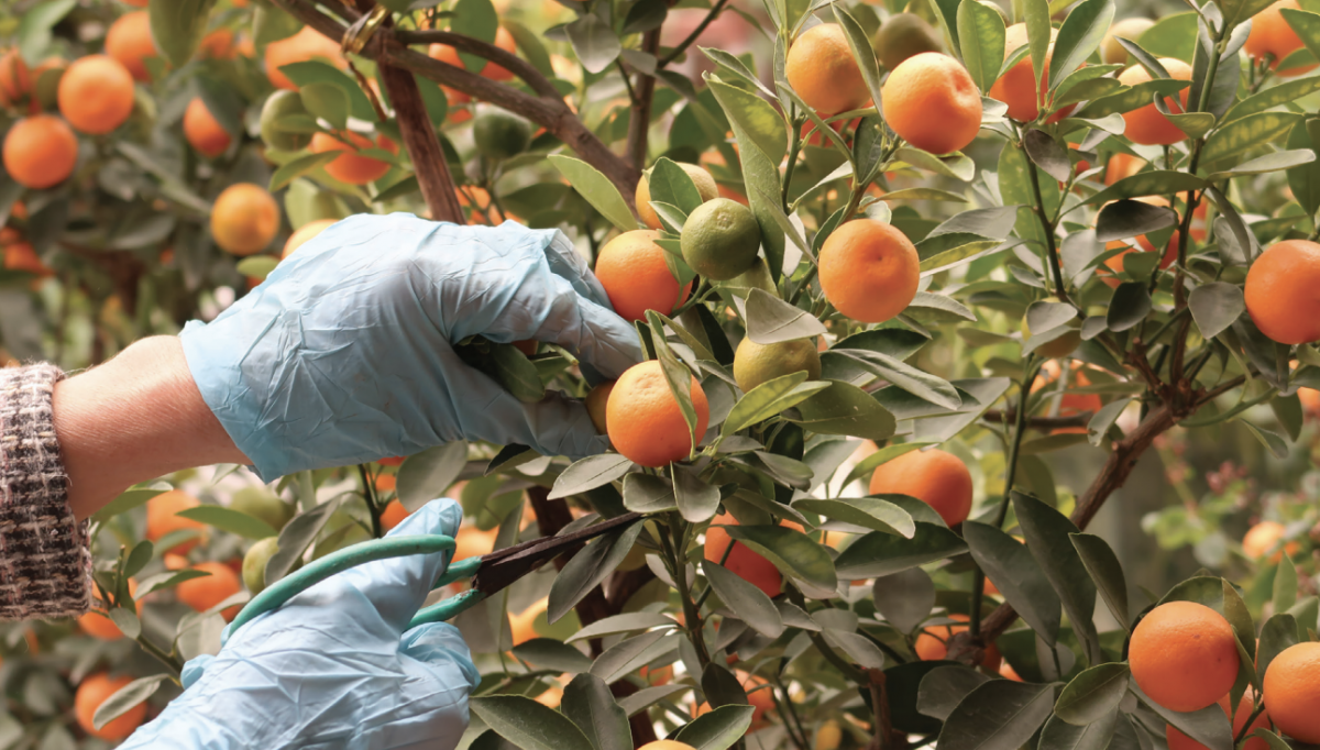 Người thợ luôn đặt yếu tố an toàn lên hàng đầu trong quá trình tạo ra các sản phẩm quất cảnh trước khi đưa tới tay khách hàng. Ảnh: PHƯƠNG MAI