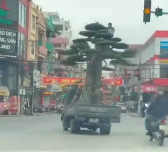 Chở cây cảnh ngày Tết sao cho đúng quy định?