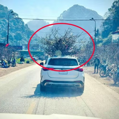 Chở cây cảnh ngày Tết sao cho đúng quy định?