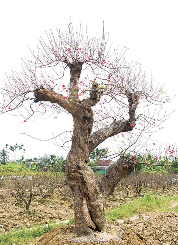Cây đào khủng ở Đồng Dụ.
