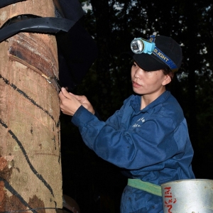 “Bàn tay vàng” nơi đại ngàn