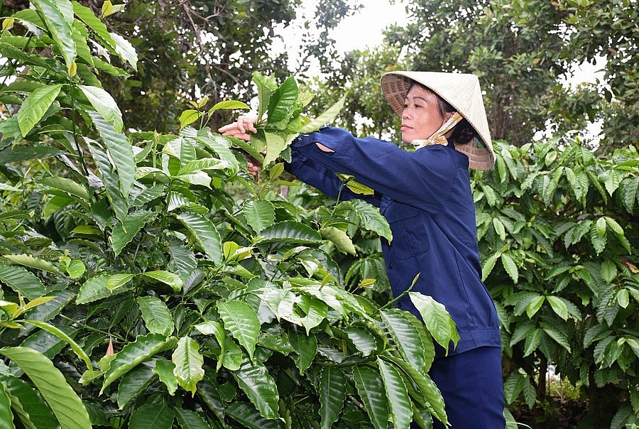 Chị Hoàng Thị Niệm chăm sóc vườn cà phê của gia đình. Ảnh: ĐVCC Chị Hoàng Thị Niệm chăm sóc vườn cà phê của gia đình. Ảnh: ĐVCC