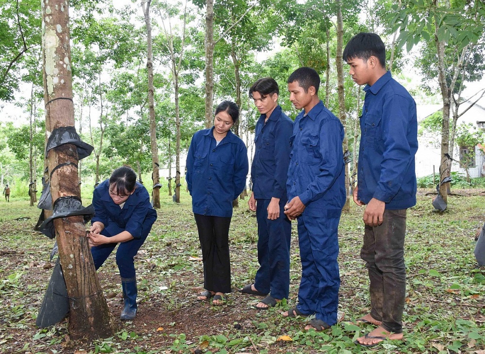 Chị Hoàng Thị Niệm hướng dẫn các công nhân cạo mủ. Ảnh: ĐVCC Chị Hoàng Thị Niệm hướng dẫn các công nhân cạo mủ. Ảnh: ĐVCC