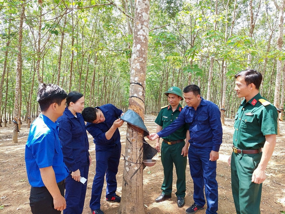 Cán bộ Binh đoàn 15hướng dẫn công nhân kỹ thuật gắn máng che mưa cho cây cao su. Ảnh: ĐVCC Cán bộ Binh đoàn 15hướng dẫn công nhân kỹ thuật gắn máng che mưa cho cây cao su. Ảnh: ĐVCC