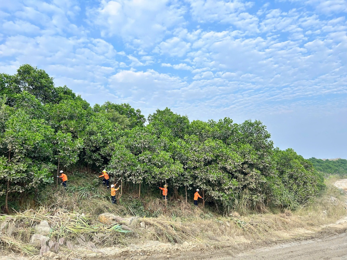 Công tác trồng cây phủ xanh, phục hồi môi trường tại mỏ Núi Pháo Công tác trồng cây phủ xanh, phục hồi môi trường tại mỏ Núi Pháo