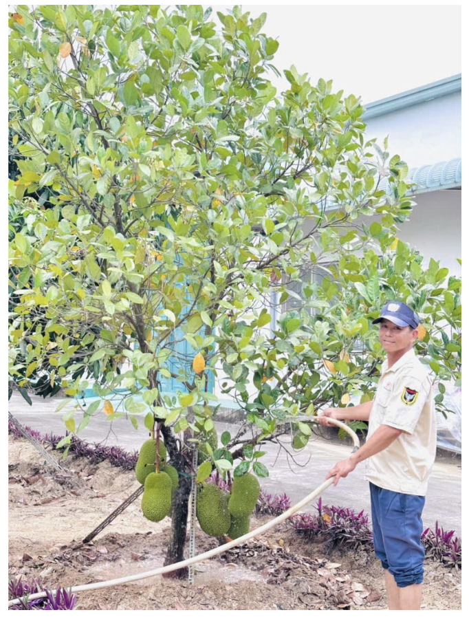 Những gốc cây trĩu quả của “Vườn cây Công đoàn”.