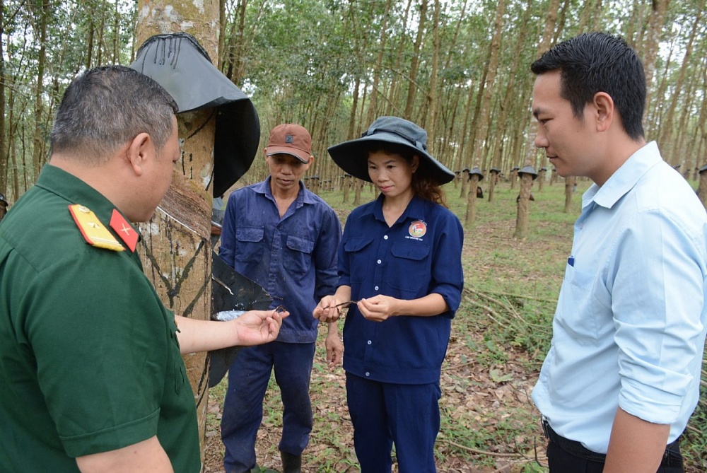 Kiểm tra tay nghề công nhân cạo mủ. Ảnh: Văn Vĩnh