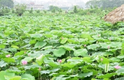 ha noi di doi 96 goc hoa sua ve khu vuc bai rac nam son