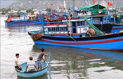 con bao so 5 phu yen binh dinh ngon ngang sau khi tam bao matmo quet qua