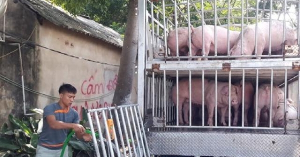 gia heo hoi ngay 1211 xuat hien muc 76000dkg co thoi gia