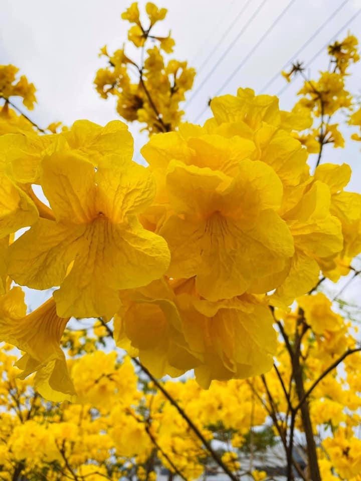 Vườn hoa phong linh, khi khu công nghiệp cũng có thể trở nên đẹp và thơ Vườn hoa phong linh, khi khu công nghiệp cũng có thể trở nên đẹp và thơ